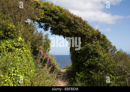 Voûte d'arbres sud-ouest sentier du littoral près de Cornwall england uk go polperro Banque D'Images