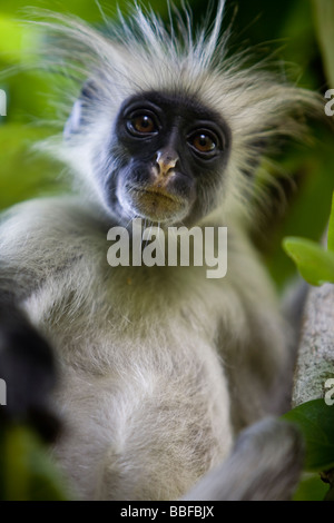 Red Colobus monkey sitting in a tree à Zanzibar Banque D'Images