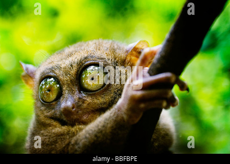A Tarsier des yeux qui sont plus grand que c'est le cerveau. L'île de Bohol, Philippines. Banque D'Images