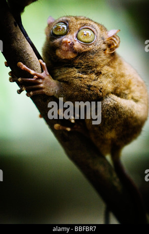 A Tarsier des yeux qui sont plus grand que c'est le cerveau. L'île de Bohol, Philippines. Banque D'Images