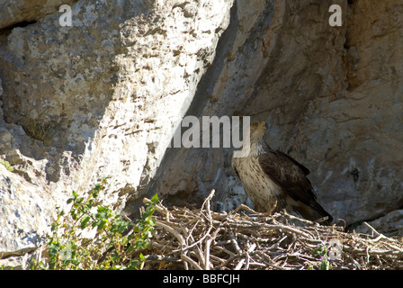 Aigle de Bonelli adultes standing in nest Banque D'Images