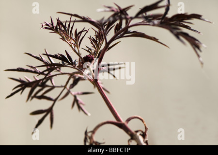 Black Elder Sambucus nigra black lace Banque D'Images