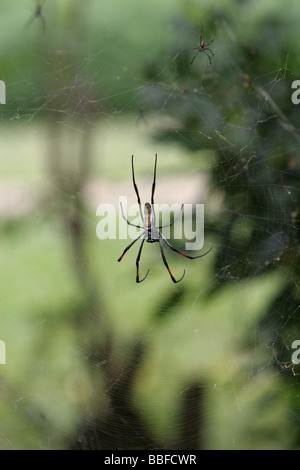 Une grande femelle araignée Nephila sp Globe Doré dans son site web au Kenya, le plus petit homme peut être vu au-dessus de la femelle Banque D'Images