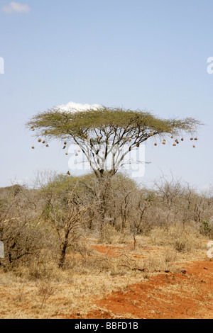 Un acacia ou parapluie arbre dans le parc national de Tsavo avec weaver des nids suspendus à ses branches Banque D'Images