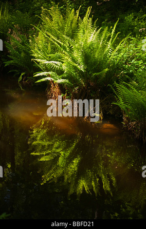 Scaly Fougère mâle Dryopteris affinis cultive près de la rivière de soleil du printemps au Pays de Galles Cymru UK Royaume-Uni GB Grande Bretagne Banque D'Images