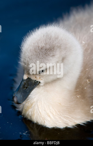 Mute Swan (Cygnus olor) Cygnet Banque D'Images