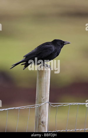 Corneille noire Corvus corone assis au repos en haut d'un poteau de clôture en bois Banque D'Images