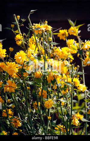 JAPONICA PLENIFLORA VEXILLE. Manteau du juif. Banque D'Images