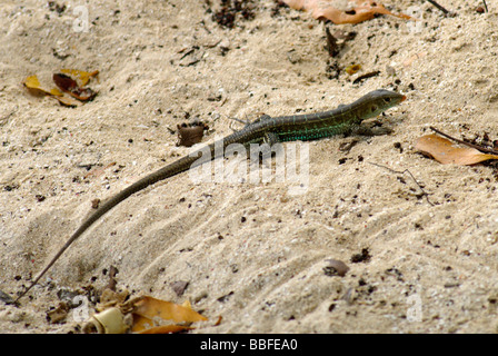 Lézard sur le sable Banque D'Images