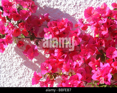 De plus en plus de bougainvilliers contre mur blanc, Javea / Xabia, Province d'Alicante, Espagne Banque D'Images