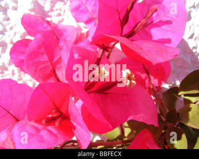 De plus en plus de bougainvilliers contre mur blanc, Javea / Xabia, Province d'Alicante, Espagne Banque D'Images