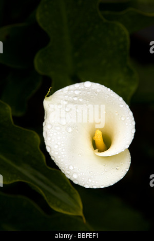 Calla Lily - Lac San Pablo, près d'Otavalo, Équateur Banque D'Images