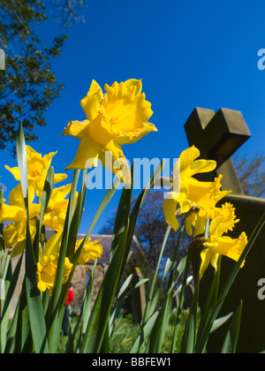 À la recherche de jonquilles printemps coloré dans le cimetière de l'église All Saints dans Renninton, près de Alnwick dans le Northumberland Royaume-uni Banque D'Images