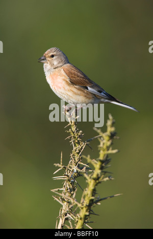 (Carduelis cannabina Linnet mâle) perché sur la branche d'ajoncs Banque D'Images