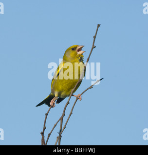 Verdier (Carduelis chloris) chant, Hampshire, Royaume-Uni Banque D'Images