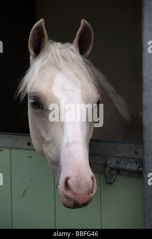 Gros plan sur une tête de cheval grise au-dessus de la porte stable, Royaume-Uni Banque D'Images