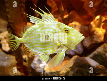 John Dory, Zeus faber, alias St Pierre, Zeidae Banque D'Images