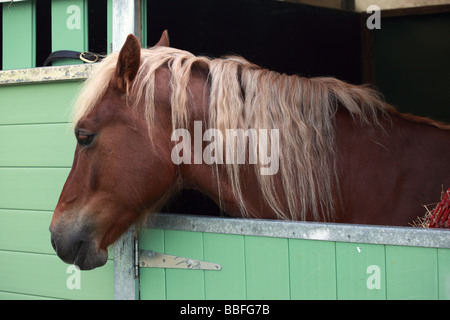Un cheval brun regardant au-dessus de la porte de l'écurie, Angleterre, Royaume-Uni Banque D'Images