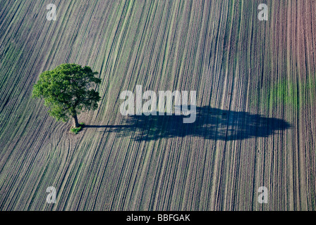 Arbre isolé dans un champ labouré Banque D'Images