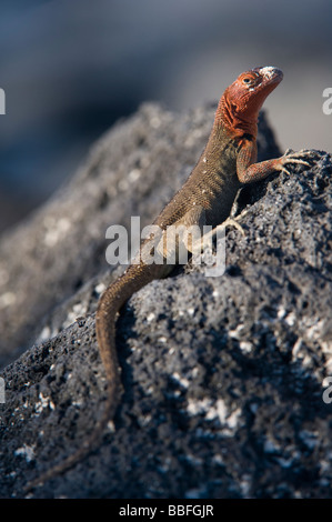 Microlophus delanonis Espaniola Lava Lizard posés sur des pierres Punta Suarez Espanola Equateur Galapagos hotte Banque D'Images