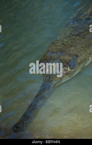 Gavialis gangeticus Gharial indien gravement menacées d'extinction Banque D'Images