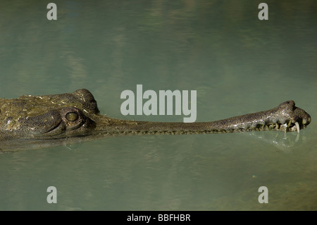 Gavialis gangeticus Gharial indien une espèce en voie de disparition Banque D'Images