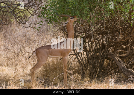 Gerenuk Litocranius walleri RÉSERVE NATIONALE DE SAMBURU, Kenya Afrique de l'Est Banque D'Images