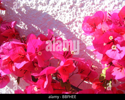 De plus en plus de bougainvilliers contre mur blanc, Javea / Xabia, Province d'Alicante, Espagne Banque D'Images