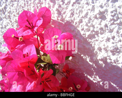 De plus en plus de bougainvilliers contre mur blanc, Javea / Xabia, Province d'Alicante, Espagne Banque D'Images