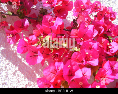 De plus en plus de bougainvilliers contre mur blanc, Javea / Xabia, Province d'Alicante, Espagne Banque D'Images