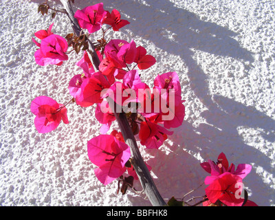 De plus en plus de bougainvilliers contre mur blanc, Javea / Xabia, Province d'Alicante, Espagne Banque D'Images