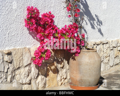 Bougainvillea en terre cuite en croissant contre mur blanc, Javea / Xabia, Province d'Alicante, Espagne Banque D'Images