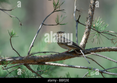 Pipit des arbres Anthus trivialis Banque D'Images