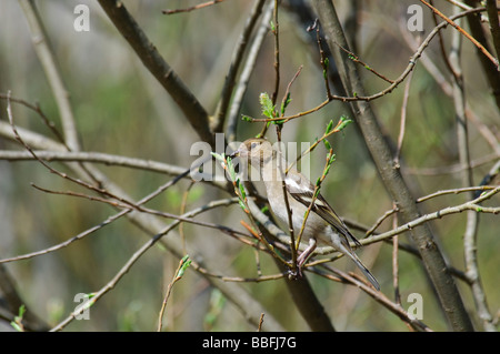 Common Chaffinch Fringilla coelebs Banque D'Images