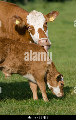 Vache et veau mâtiné d'Herbe à Banque D'Images