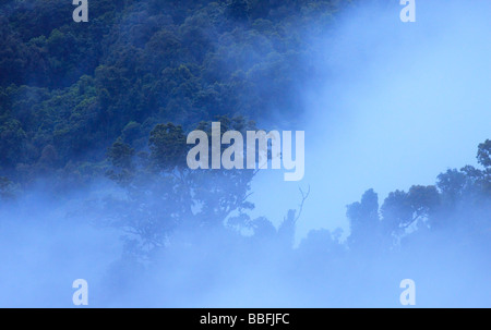 Les brouillards épais enveloppent les forêts tropicales en far north Queensland, Australie Banque D'Images