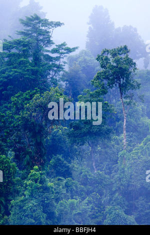 Les brouillards épais enveloppent les forêts tropicales en far north Queensland, Australie Banque D'Images