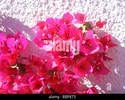 De plus en plus de bougainvilliers contre mur blanc, Javea / Xabia, Province d'Alicante, Espagne Banque D'Images