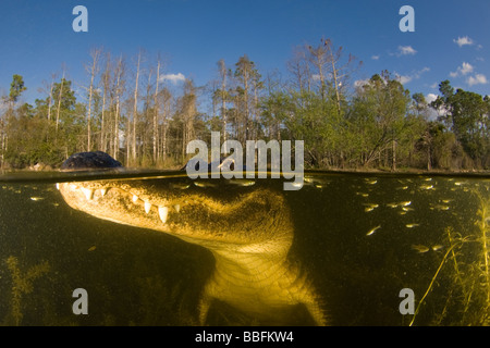 Alligator Alligator mississippiensis Florida Banque D'Images