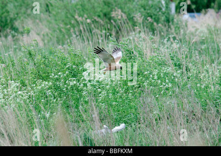 Busard des roseaux Circus aeruginosus la chasse Banque D'Images