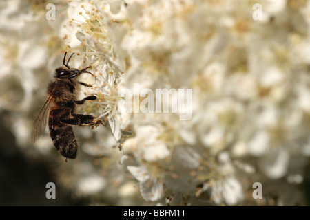 Abeille européenne (APIs mellifera) sur la fleur de Pyracantha Banque D'Images