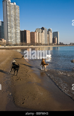 Les chiens jouant sur la plage à Chicago Banque D'Images