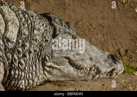 Crocodile du Nil Crocodylus niloticus largement distribué en Afrique sub-saharienne et à Madagascar Banque D'Images