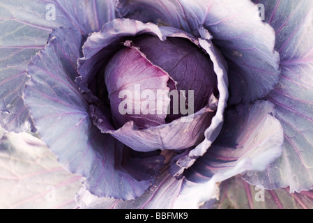 Chou mauve, close-up Banque D'Images