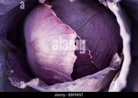 Chou mauve, extreme close-up Banque D'Images