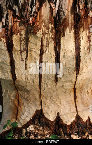 Tronc de l'arbre endommagé par un castor Banque D'Images