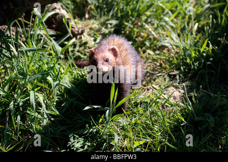 Gros plan d'un putois (Mustela putorius Européenne) Banque D'Images