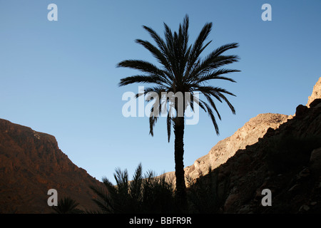 Afrique, Afrique du Nord, Maroc, Atlas, Gorges de Todra, Palm Tree Banque D'Images