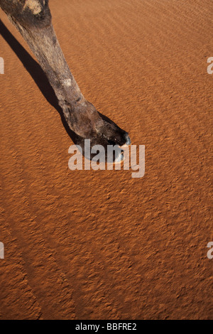 Afrique, Afrique du Nord, Maroc, Sahara, Merzouga, Erg Chebbi, Pied de chameau sur le sable Banque D'Images