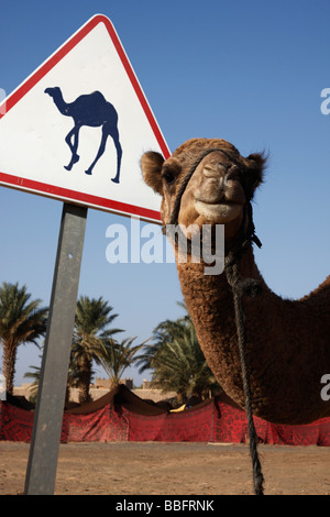 Afrique, Afrique du Nord, Maroc, Sahara, Merzouga, Erg Chebbi, chameau chameau avec panneau Banque D'Images